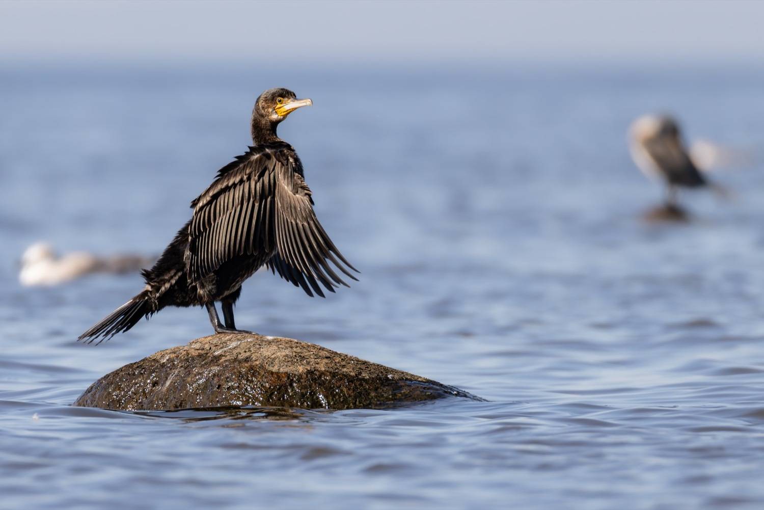 баклан, птицы, финский залив, Ruslan Pl