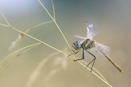 Sympetrum fonscolombii