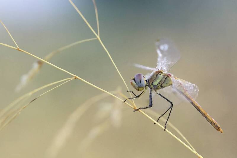 insect, arthropod, odonata, close up, dragonfly, springtime, predator Sympetrum fonscolombii фото превью