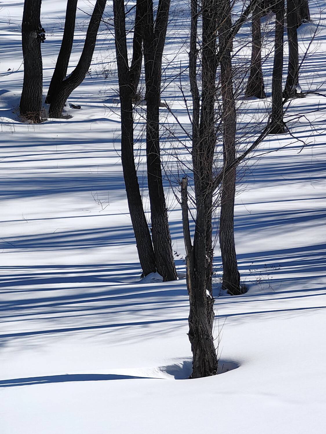 весна, снег, тени, деревья, Козлова Галина