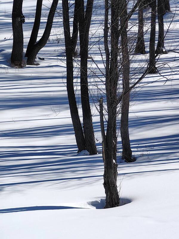 весна, снег, тени, деревья Полосатый пейзаж фото превью