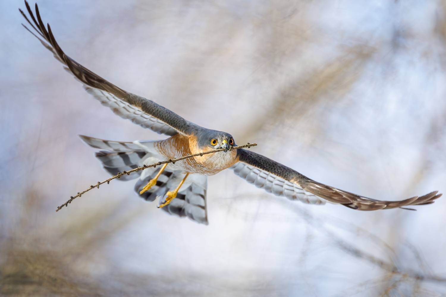 , Антон Науменко