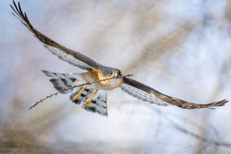 Ястреб фото превью