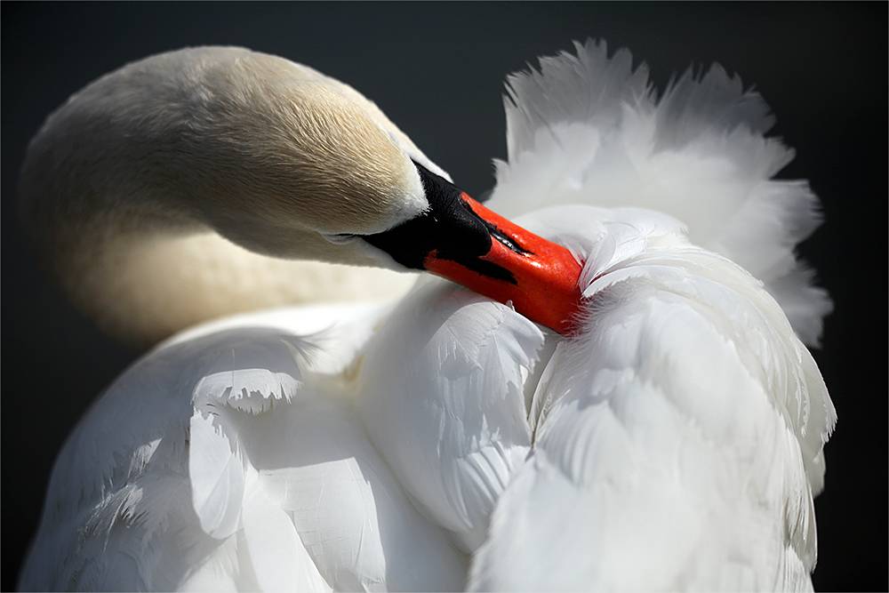 , Наталья Ова