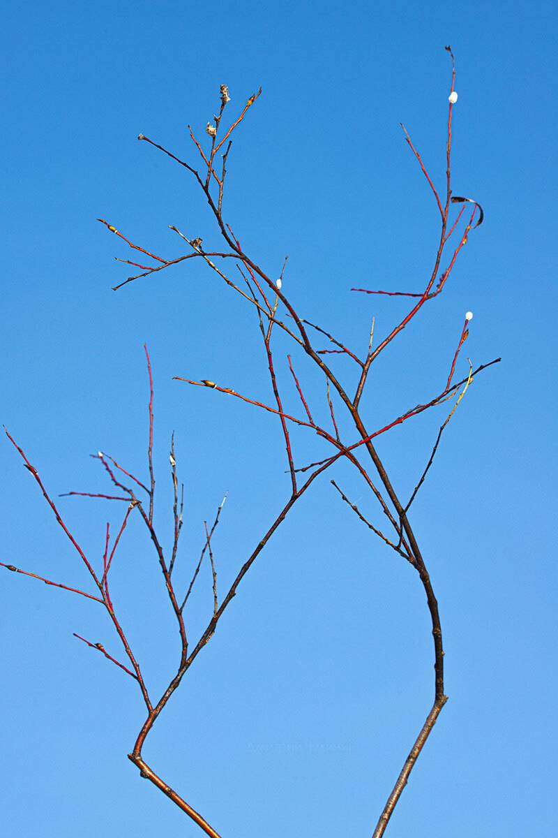 , Чудинин Дмитрий