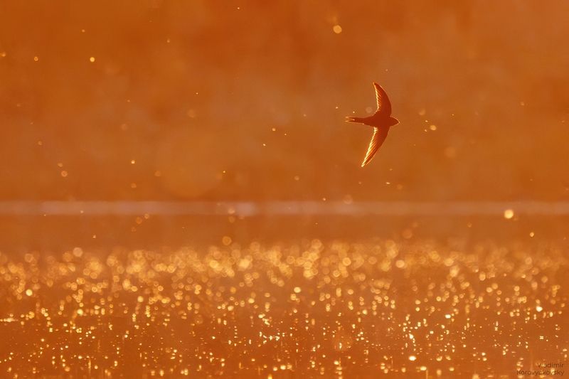 Полёт фото превью