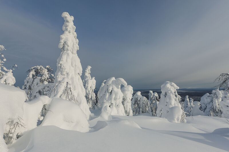 Урал, Полюд, Зима Ёлки в серебряных шапках: зимний Полюд фото превью