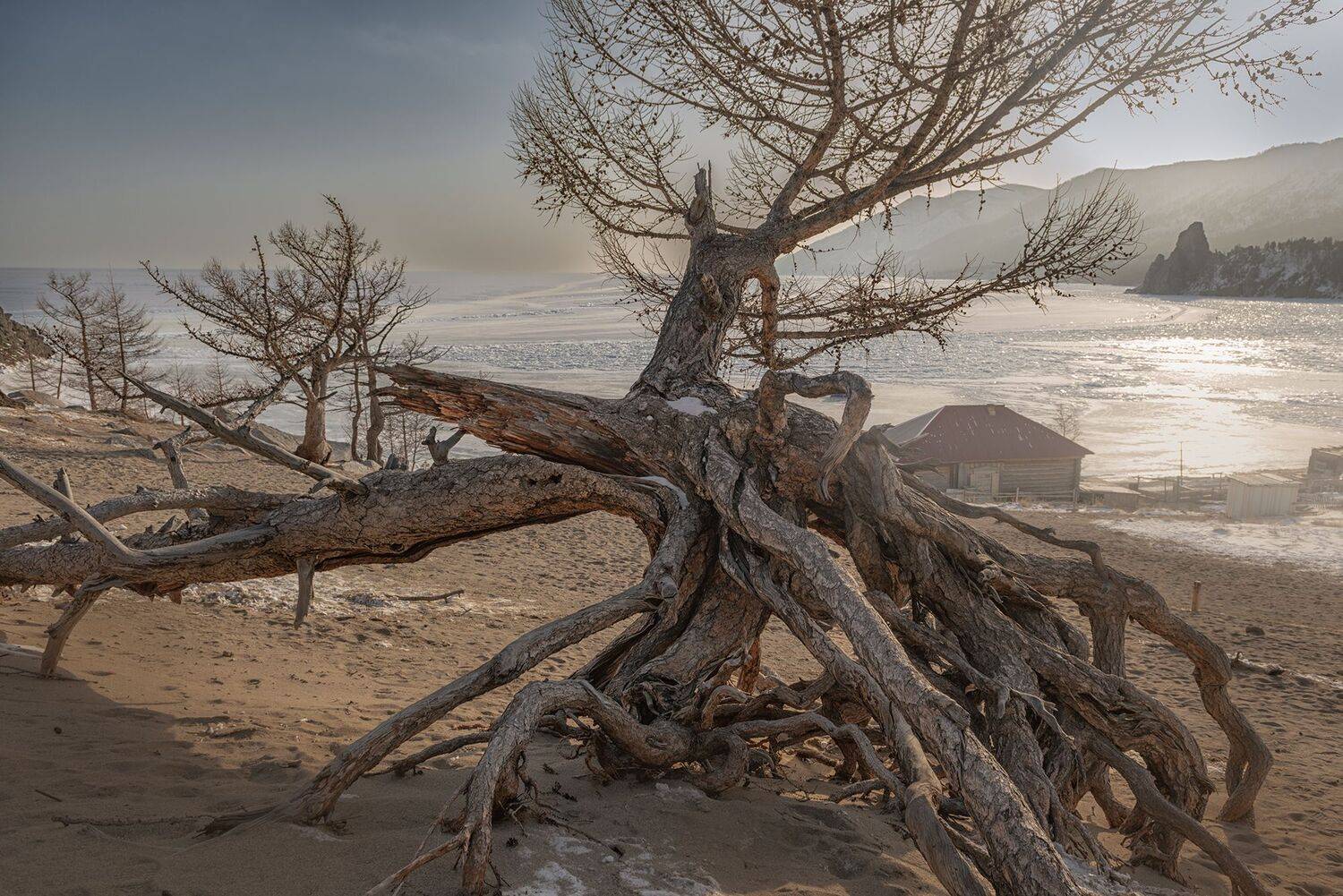 Ходульные, деревья, байкал, зима, бухта, Песчаная,  Мария