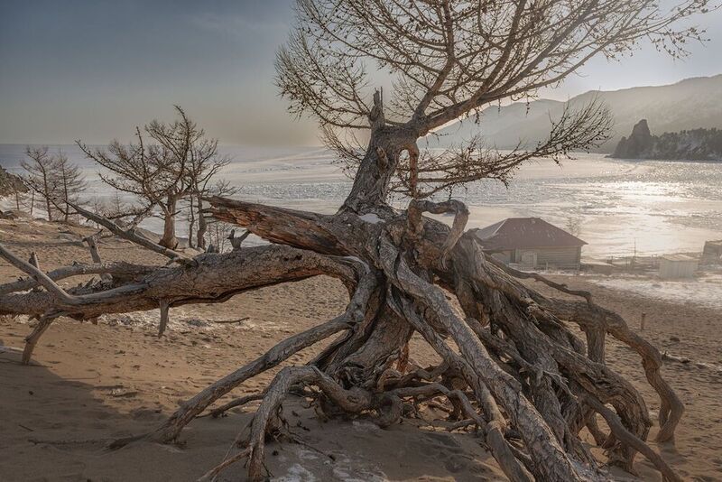 Ходульные, деревья, байкал, зима, бухта, Песчаная Ходульные деревья фото превью