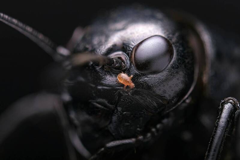 Есть ли жизнь на насекомых? Однозначно, есть! фото превью