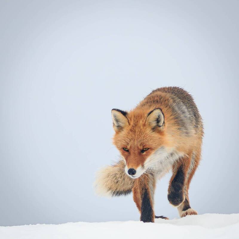 Охота фото превью