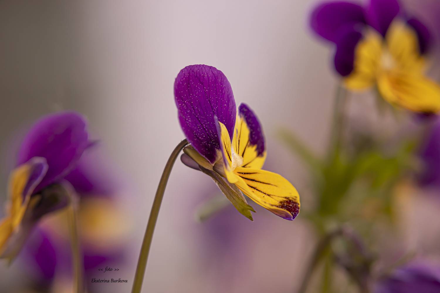 , Бурикова Екатерина