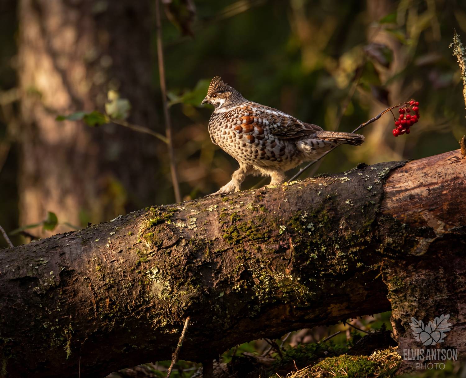 рябчик, орнитофауна, орнитология, кологривский лес, заповедная россия, birds, birdwatching, elvis antson, природа, костромская область, Elvis Antson