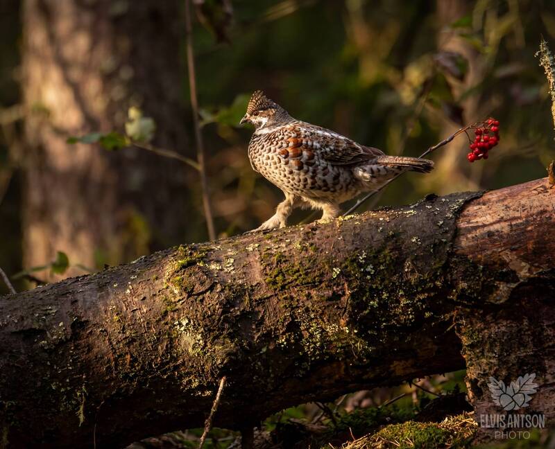 рябчик, орнитофауна, орнитология, кологривский лес, заповедная россия, birds, birdwatching, elvis antson, природа, костромская область Житель заповедного леса. Рябчик  (лат. Tetrastes bonasia). фото превью