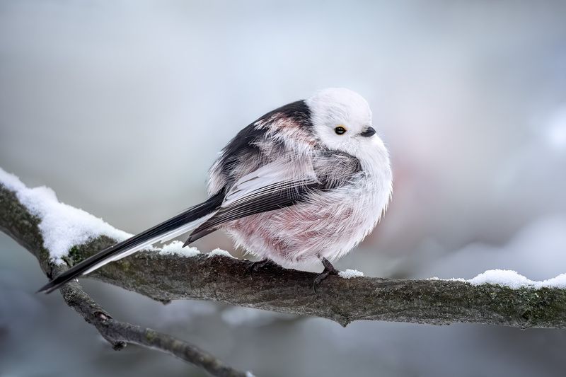 ополовник, длиннохвостая синица, фотоохота, птицы Ополовник фото превью