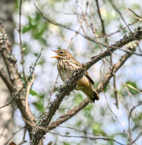 Слёток пятнистого конька
