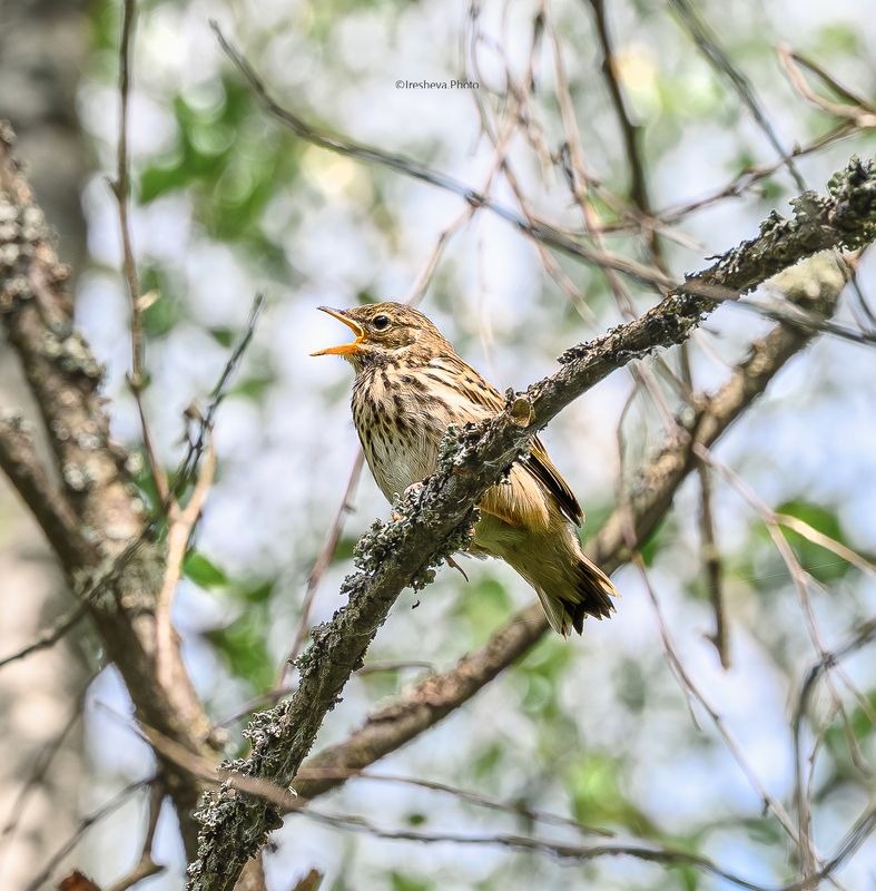 Пятнистый конек, птица Слёток пятнистого конька фото превью