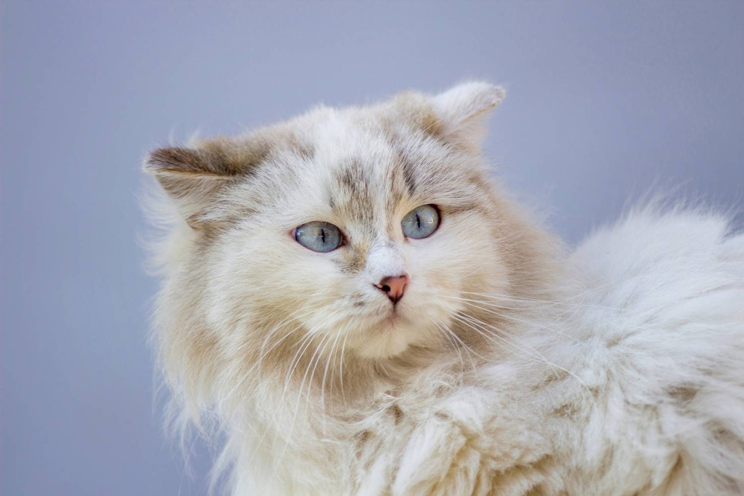 дворовая, кошка, Александр Канцур