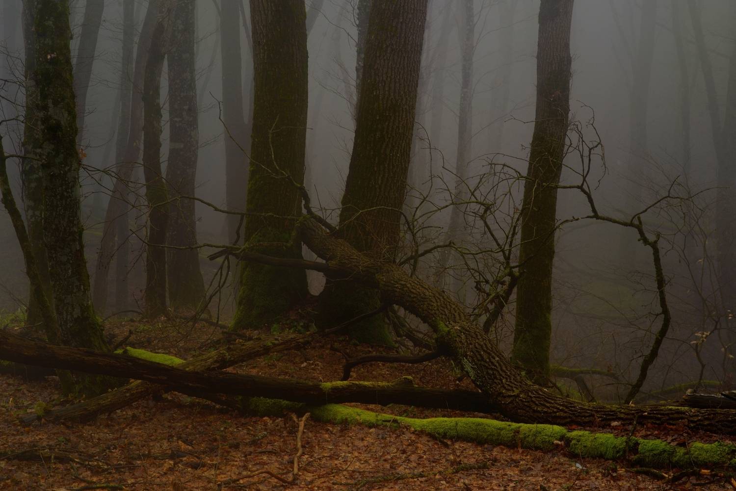 лес, туман, Александр Жарников
