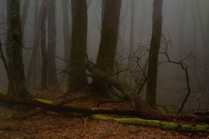 лес, туман Туманное утро фото превью