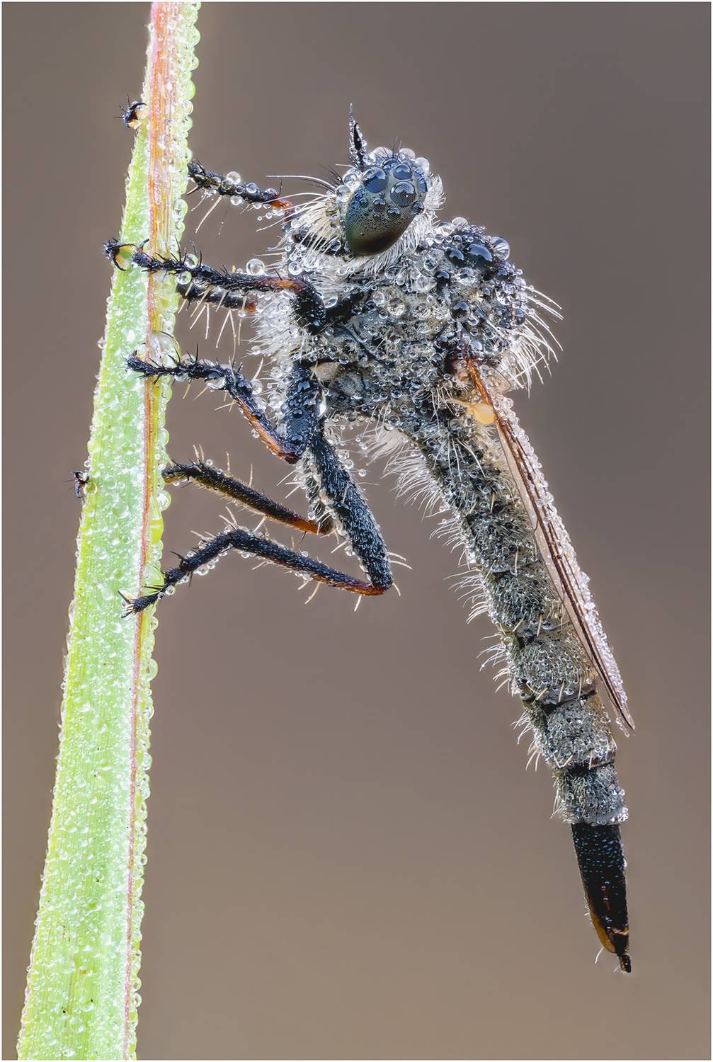 ктырь, Alexsandr Grigoriev