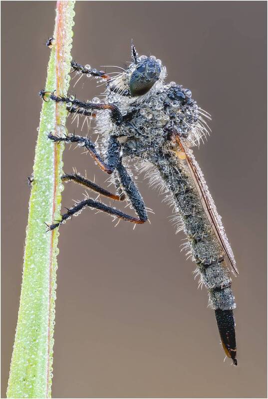 ктырь Ктырь(Asilidae) фото превью