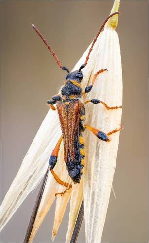 Жук усач(Stenopterus rufus syriacus).