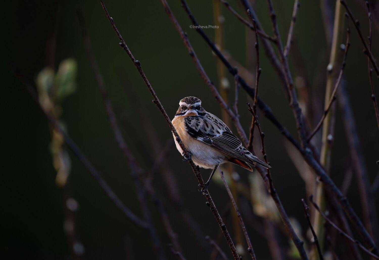 Луговой чекан, чекан, птица, Ирешева Мария