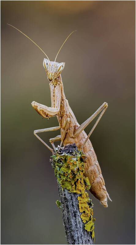 богомол Богомол.(Ameles). фото превью