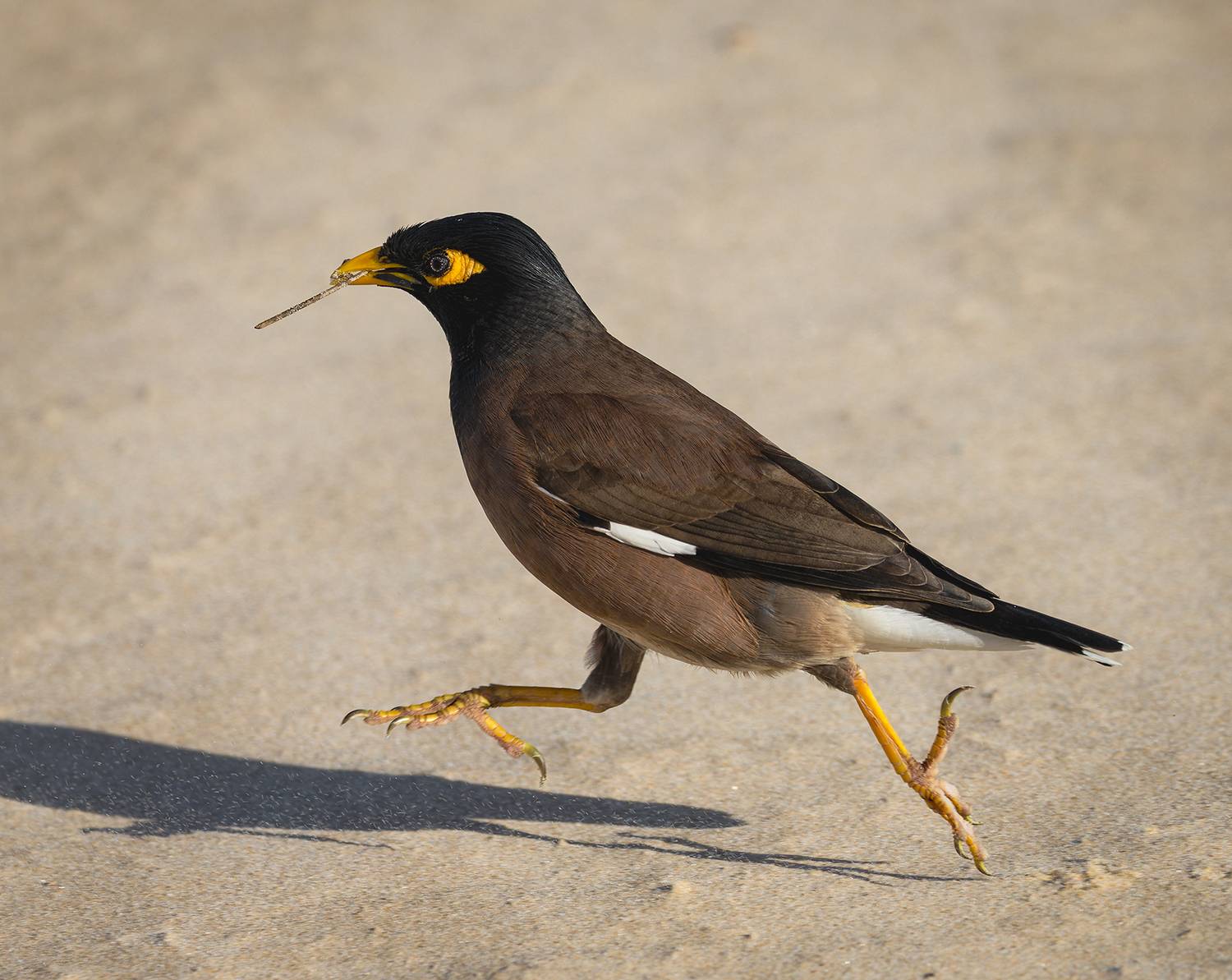 обыкновенная майна, майна, птица, Alexsandr Grigoriev