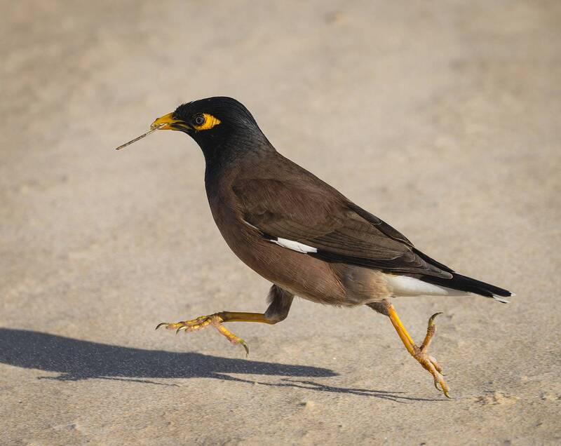 обыкновенная майна, майна, птица Обыкновенная майна. фото превью