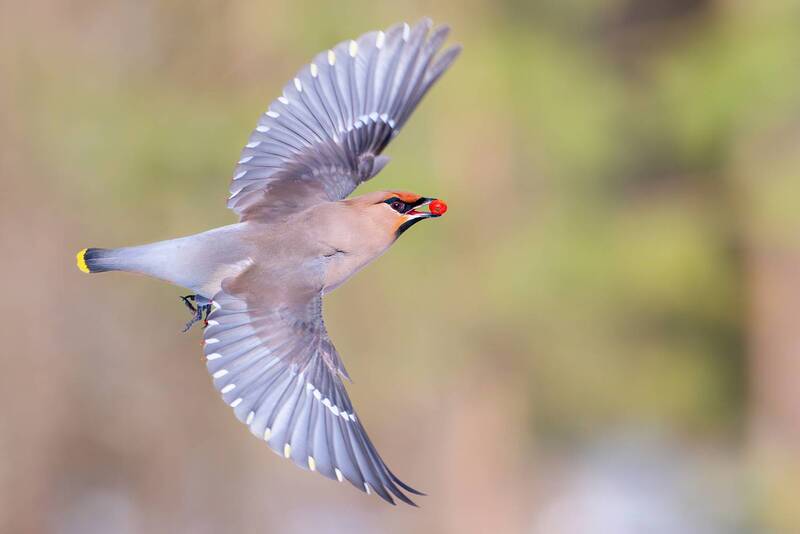 Обыкновенный свиристель — Bombycilla garrulus. фото превью