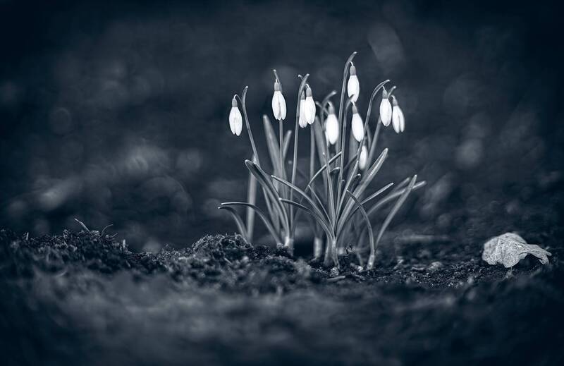 *** фото превью