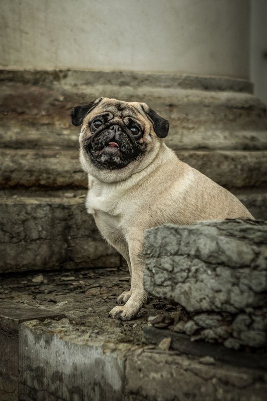 Симба фото превью