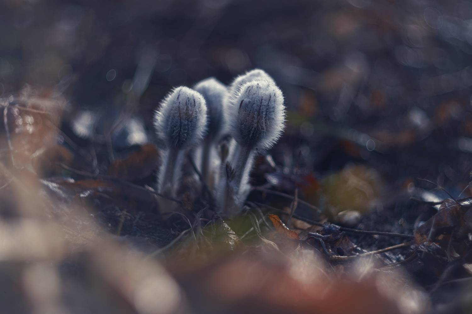 весна, природа, красота, пробуждение, первые, цветы, сон_трава, прострел, прострел_крымский, крымская_весна, нежность, хрупкость, мануальная_оптика, винтажный_объектив, mc_helios_77m_4, керчь, крым, россия, Щербак Анатолий