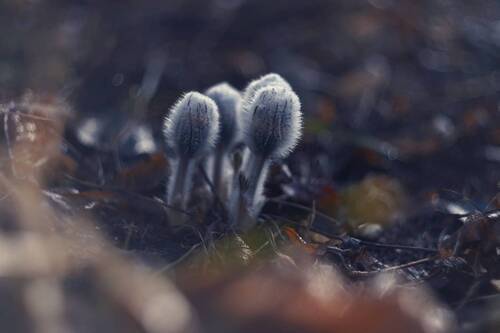 Пробуждение первых.