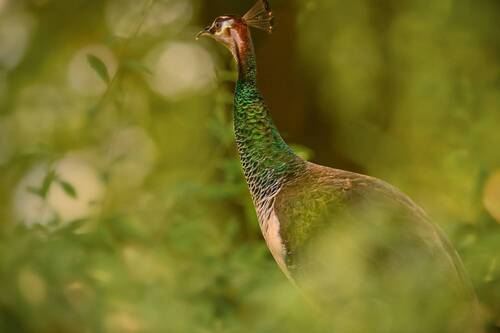Peafowl