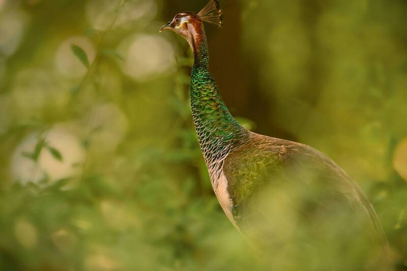 peafowl, beauty, colors, rare, close, feather, wild, nature, peace, portrait Peafowl фото превью