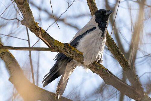 Hooded crow in spring