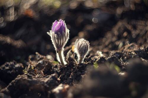 Вешнее пробуждение.