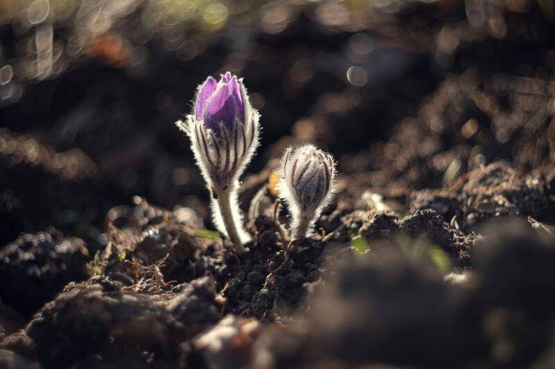 Вешнее пробуждение. фото превью