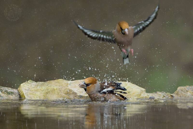 Дубонос - Lens and Feathers фото превью