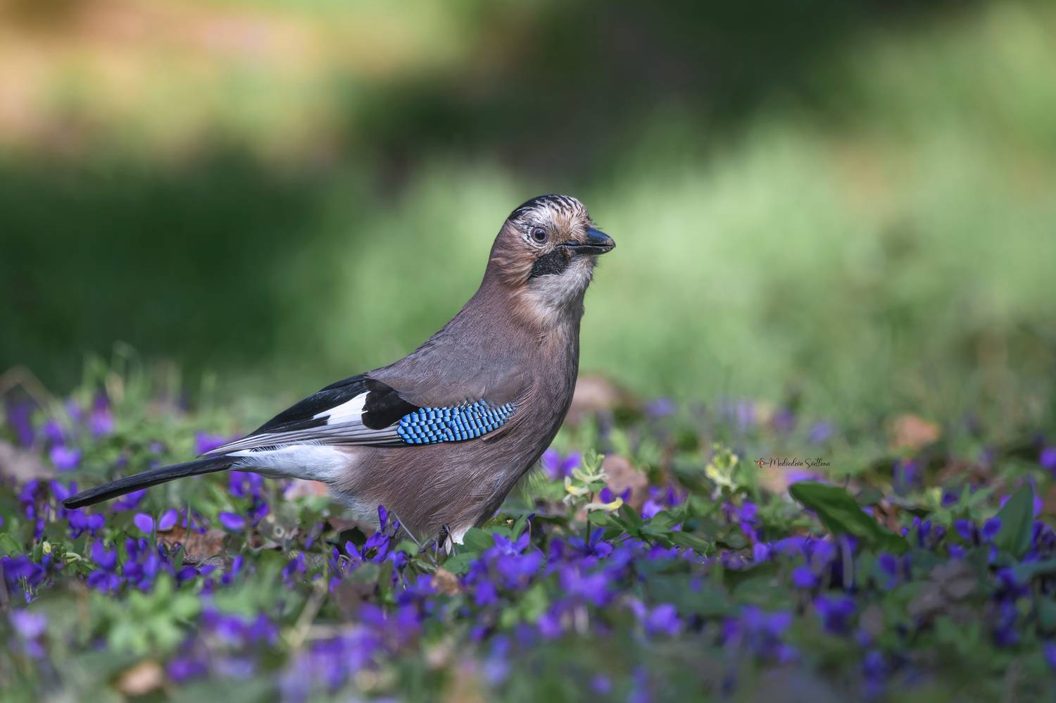 фотоохота, птица, сойка, весна, Медведева Светлана