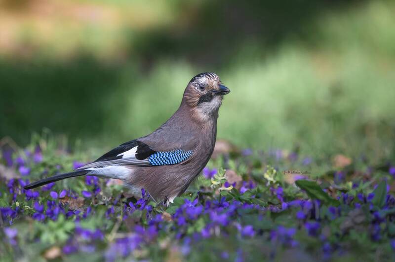 фотоохота, птица, сойка, весна Кругом весна. фото превью