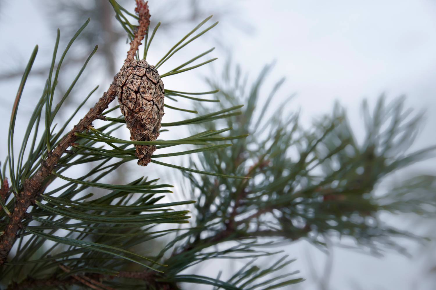 шишка, лес, Валерий Вождаев