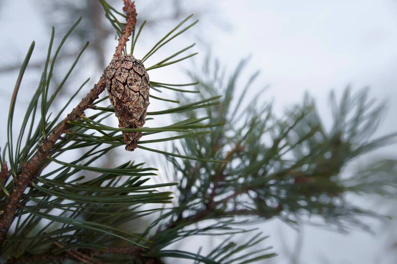 шишка, лес Лесная зарисовка фото превью