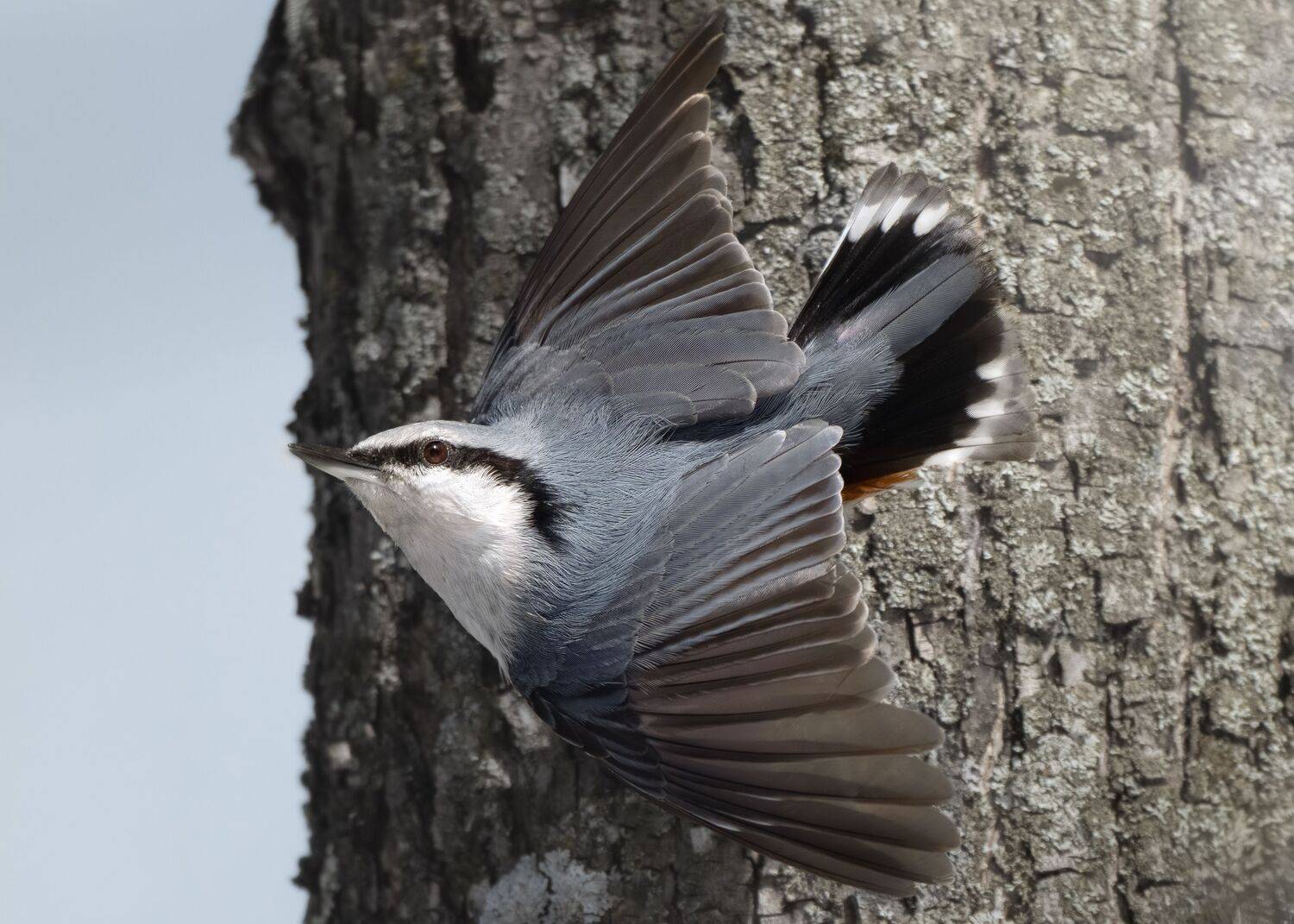 , Полина Шальнева