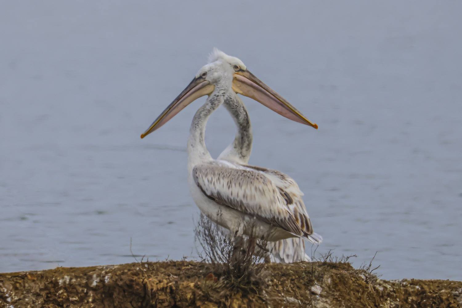 пеликаны, озеро турали, Magov Marat