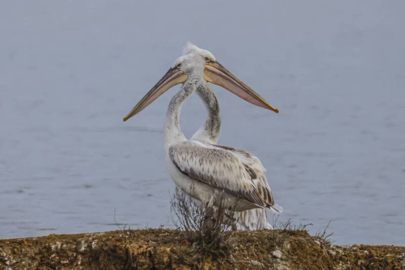 пеликаны, озеро турали *** фото превью