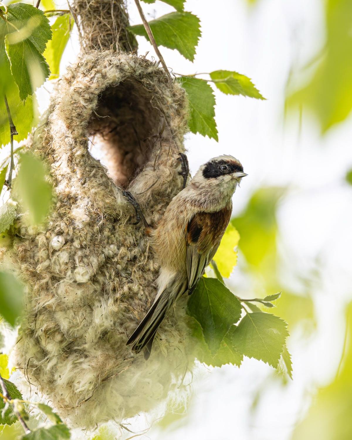 гнездо, ремез, птицы, Ruslan Pl